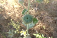 Abutilon pannosum